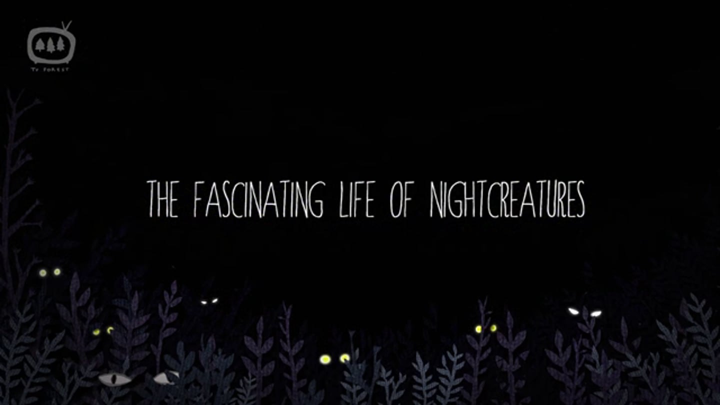 Fascinating life of Nightcreatures